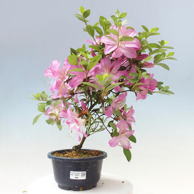 Vonkajší bonsai - Japonská azalka - Azalea Shunen - 1