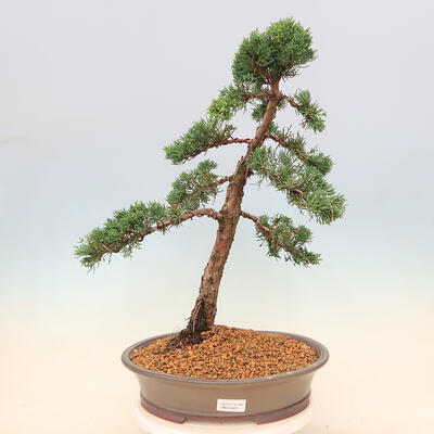 Vonkajšie bonsai - Juniperus chinensis Kishu -Jalovec čínsky - 1