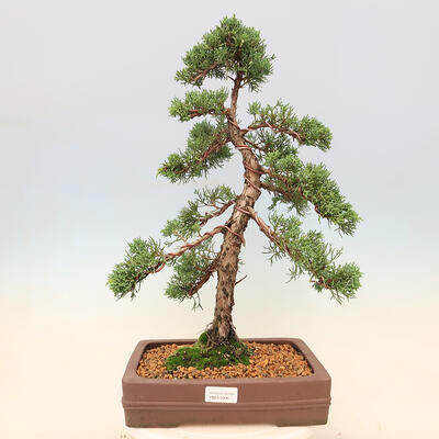 Vonkajšie bonsai - Juniperus chinensis Kishu -Jalovec čínsky - 1