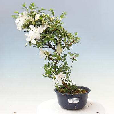 Vonkajší bonsai - Japonská azalka - Azalea KINSHU-NO-TSUKI - 1