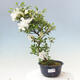 Vonkajší bonsai - Japonská azalka - Azalea KINSHU-NO-TSUKI - 1/2