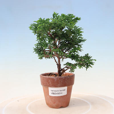 Vonkajší bonsai - Cham.pis obtusa Nana Gracilis - Cyprus - 1