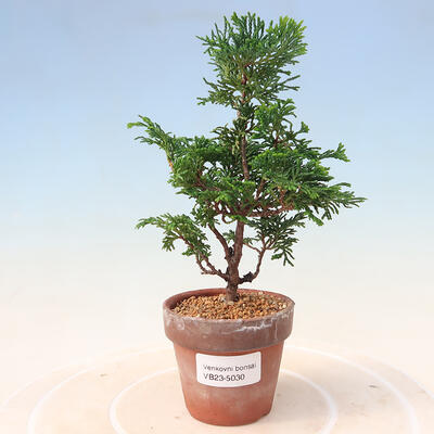 Vonkajší bonsai - Cham.pis obtusa Nana Gracilis - Cyprus - 1