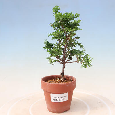 Vonkajší bonsai - Cham.pis obtusa Nana Gracilis - Cyprus - 1