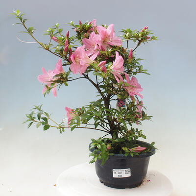 Vonkajší bonsai - Japonská azalka - Azalea Nasuno - 1