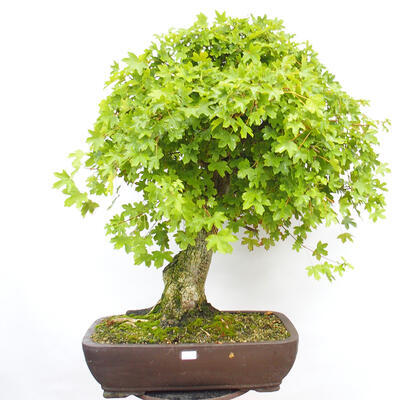 Vonkajší bonsai -Javor babyka - Acer campestre - 1