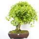 Vonkajší bonsai -Javor babyka - Acer campestre - 1/5