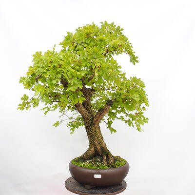 Vonkajší bonsai -Javor babyka - Acer campestre - 1