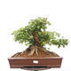 Vonkajší bonsai -Javor babyka - Acer campestre - 1/6