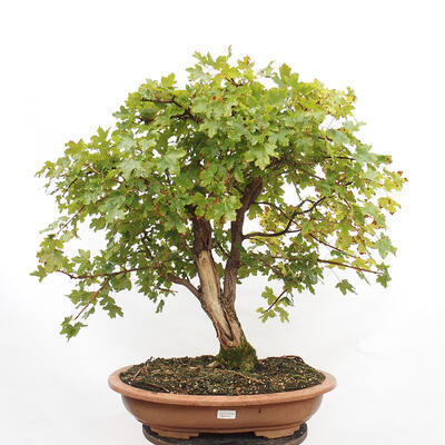 Vonkajší bonsai -Javor babyka - Acer campestre - 1