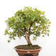 Vonkajší bonsai -Javor babyka - Acer campestre - 1/6