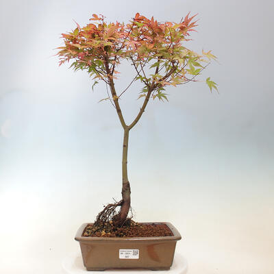 Javor dlanitolistý - Acer palmatum Beni Tsukasa - 1