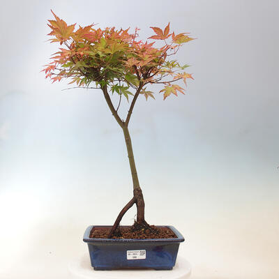 Javor dlanitolistý - Acer palmatum Beni Tsukasa - 1