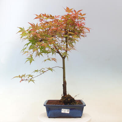 Javor dlanitolistý - Acer palmatum Beni Tsukasa - 1