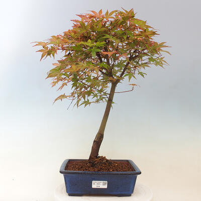 Javor dlanitolistý - Acer palmatum Beni Tsukasa - 1