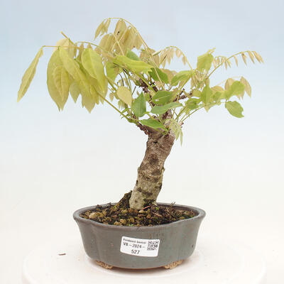 Vonkajšia bonsai - Vistarie kvetnatá - Wisteria floribunda - 1