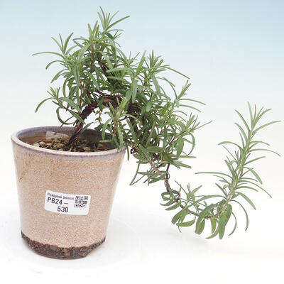 Izbová bonsai - Rozmarín lekársky-Rosmarinus officinalis - 1