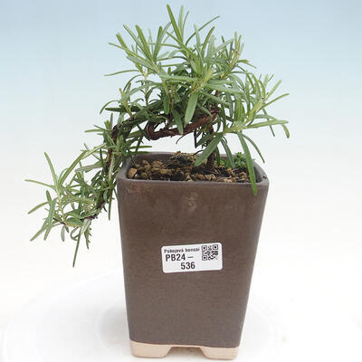 Izbová bonsai - Rozmarín lekársky-Rosmarinus officinalis - 1