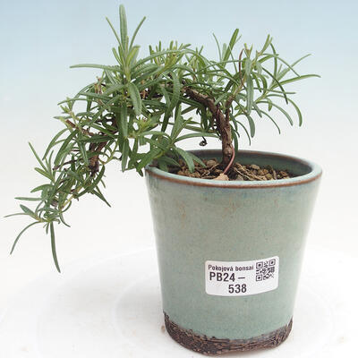 Izbová bonsai - Rozmarín lekársky-Rosmarinus officinalis - 1