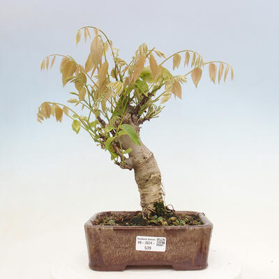 Vonkajšia bonsai - Vistarie kvetnatá - Wisteria floribunda - 1