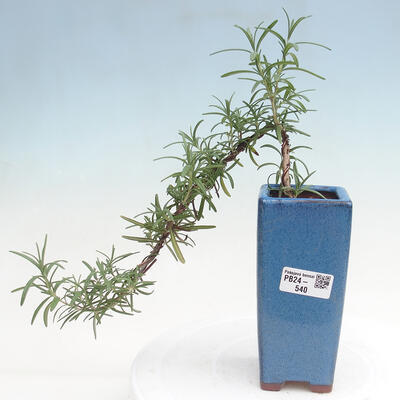 Izbová bonsai - Rozmarín lekársky-Rosmarinus officinalis - 1