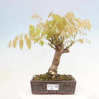 Vonkajšia bonsai - Vistarie kvetnatá - Wisteria floribunda - 1