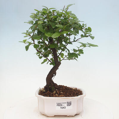 Izbová bonsai - Sagerécie thea - Sagerécie thea - 1