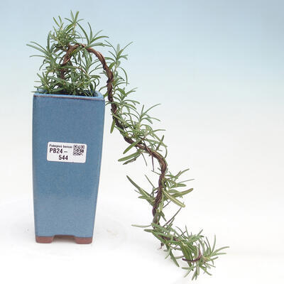 Izbová bonsai - Rozmarín lekársky-Rosmarinus officinalis - 1