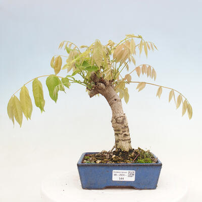 Vonkajšia bonsai - Vistarie kvetnatá - Wisteria floribunda - 1