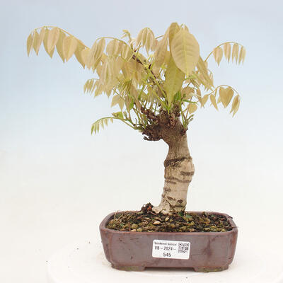 Vonkajšia bonsai - Vistarie kvetnatá - Wisteria floribunda - 1