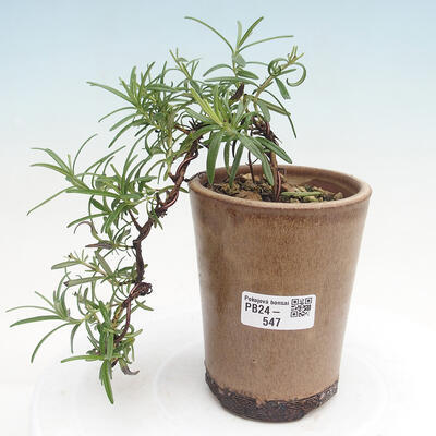 Izbová bonsai - Rozmarín lekársky-Rosmarinus officinalis - 1