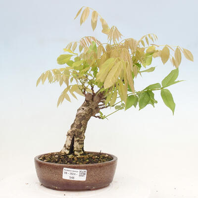 Vonkajšia bonsai - Vistarie kvetnatá - Wisteria floribunda - 1