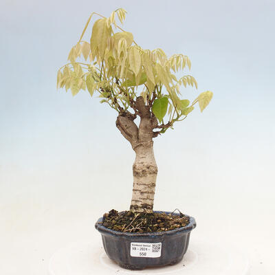 Vonkajšia bonsai - Vistarie kvetnatá - Wisteria floribunda - 1