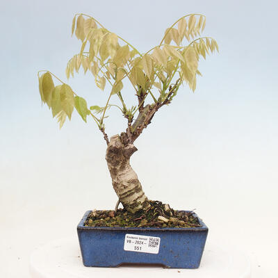 Vonkajšia bonsai - Vistarie kvetnatá - Wisteria floribunda - 1