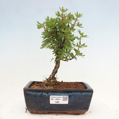 Vonkajší bonsai - Potentilla frut.Goldstar - Mochna Krovitá - 1