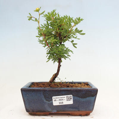 Vonkajší bonsai - Potentilla frut.Goldstar - Mochna Krovitá - 1