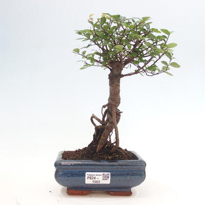 Izbová bonsai - Ulmus parvifolia - malolistá brest - 1