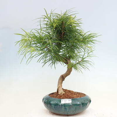 Vonkajší bonsai - Pamodrín - Pseudolarix amabis - 1