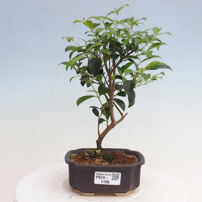 Izbová bonsai - Austrálska čerešňa - Eugenia uniflora - 1