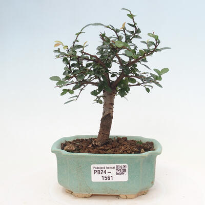 Izbová bonsai - Ulmus parvifolia - malolistá brest - 1