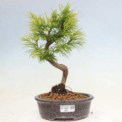 Vonkajší bonsai - Pamodrín - Pseudolarix amabis - 1