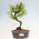 Vonkajší bonsai - Pamodrín - Pseudolarix amabis - 1/4