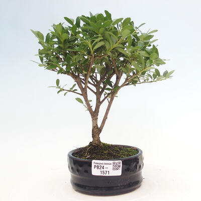 Izbová bonsai - Ilex crenata - Cezmína