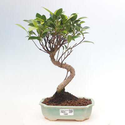 Izbová bonsai - Ficus kimmen - malolistá fikus