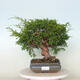 Vonkajší bonsai - Juniperus chinensis Itoigawa -Jalovec čínsky - 1/4