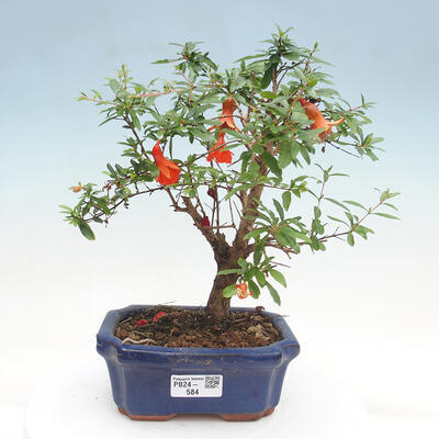 Izbová bonsai-Punic granatum nana-Granátové jablko - 1