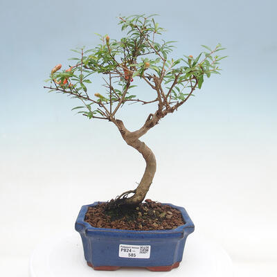 Izbová bonsai-Punic granatum nana-Granátové jablko - 1