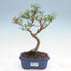 Izbová bonsai-Punic granatum nana-Granátové jablko - 1/2