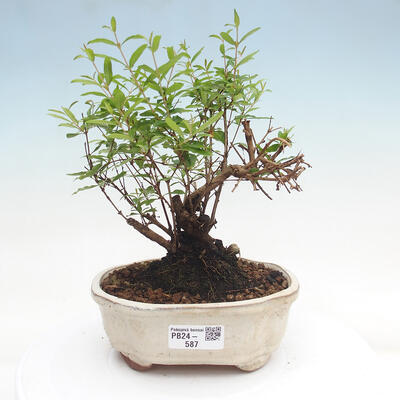 Izbová bonsai-Punic granatum nana-Granátové jablko - 1