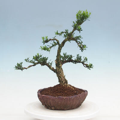 Izbová bonsai - Buxus harlandii - korkový buxus - 1